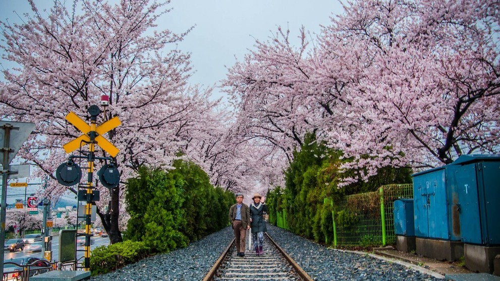 Hanami alebo japonský div sveta.