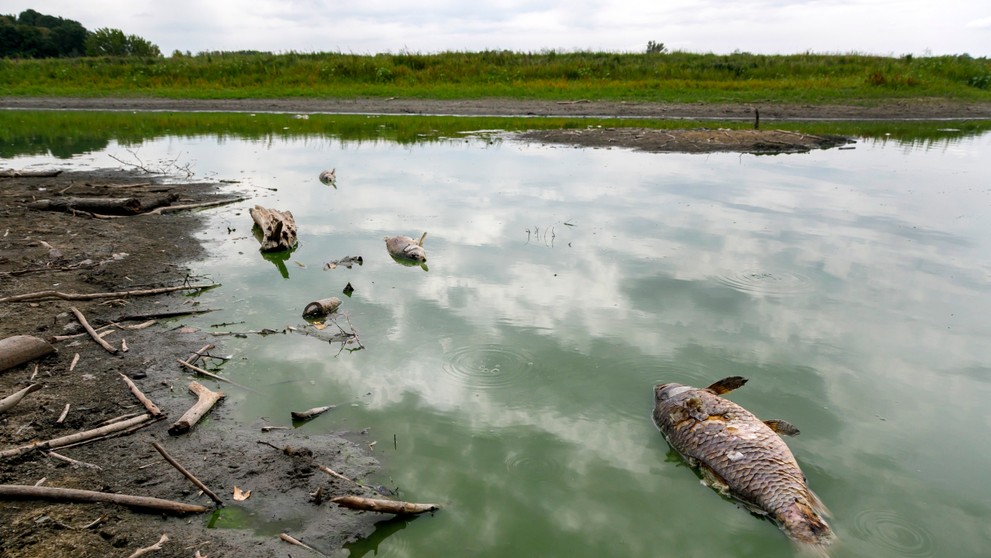 Uhynuté ryby v dôsledku veľmi nízkeho stavu hladiny vody v Panskej Morave (23.7.2022)