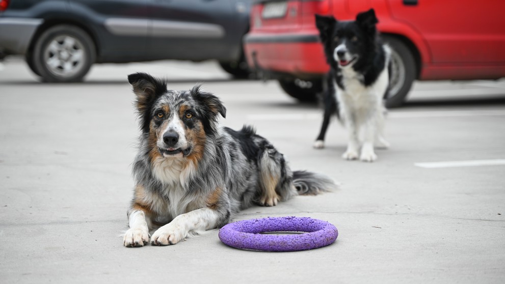 Štvrtok a Mango.