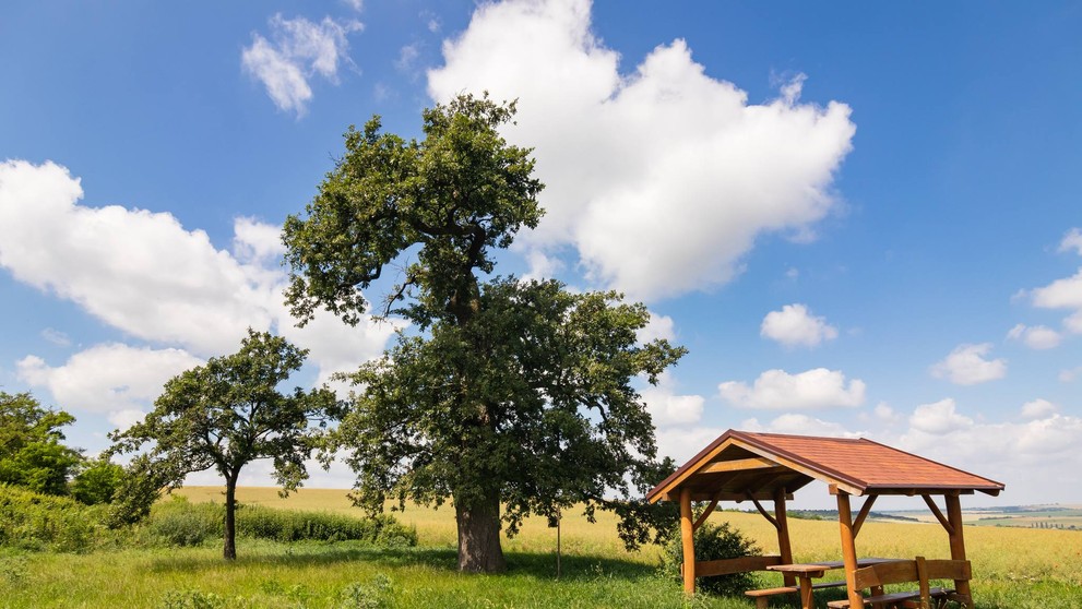 3. Dub cerový (Quercus cerris)