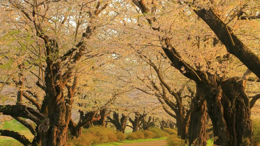 Hanami alebo japonský div sveta.