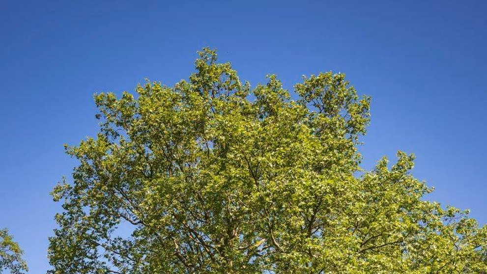 Majestátna koruna je jeho pýchou.