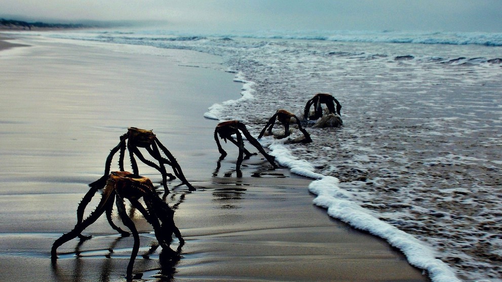 Rastliny Aloe vera na pláži v Južnej Afrike.