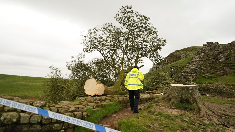 udia sa pozerajú na takmer 200-ročný javor horský, ktorý zoťal 16-ročný mladík na mieste zvanom Sycamore Gap.