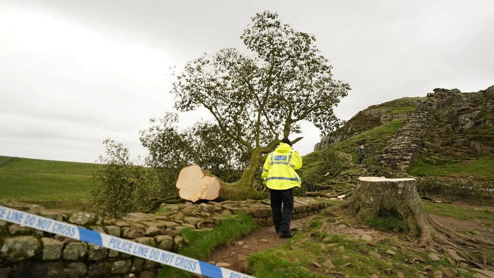 udia sa pozerajú na takmer 200-ročný javor horský, ktorý zoťal 16-ročný mladík na mieste zvanom Sycamore Gap.