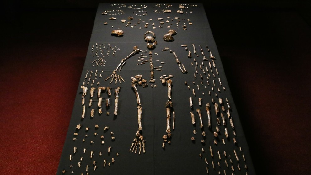 Homo naledi