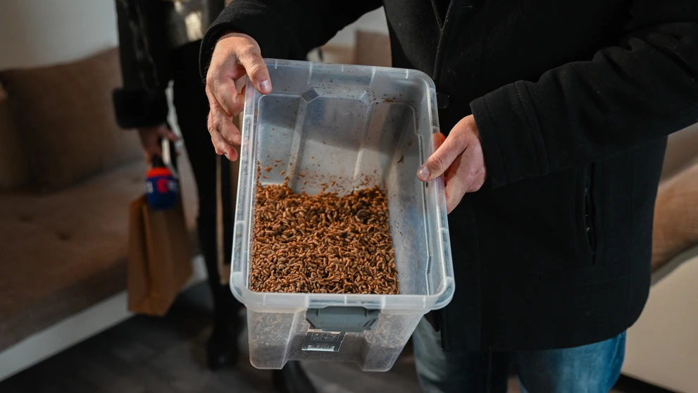 Larvy muchy čiernej.
