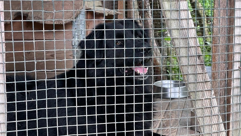 Pes zaútočil na osemročné dievčatko