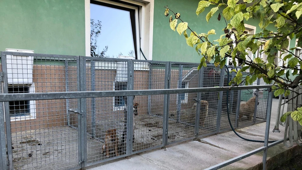 Policajná akcia Kerberos