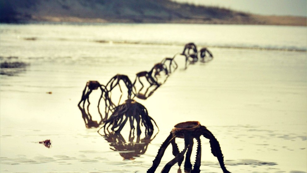 Rastliny Aloe vera na pláži v Južnej Afrike.