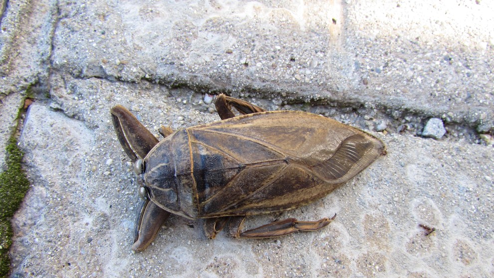 Belostóma veľká (lat. Lethocerus patruelis)