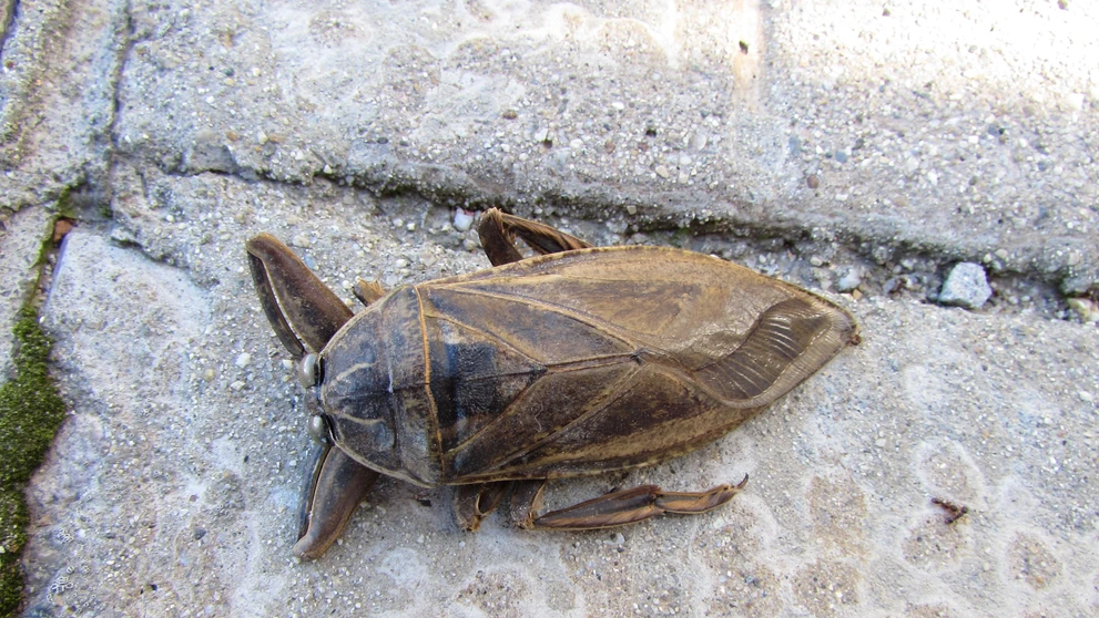 Belostóma veľká (lat. Lethocerus patruelis)
