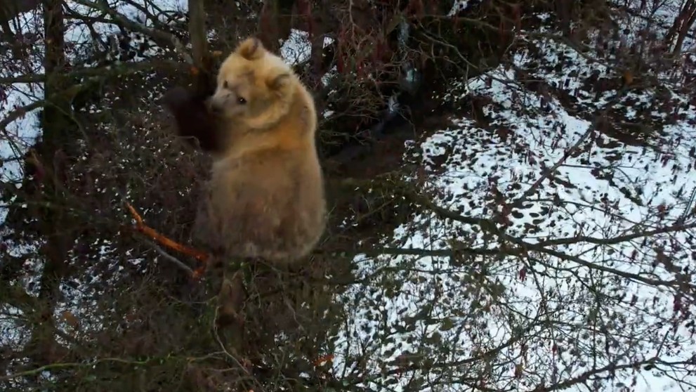 Medvieďa uviazlo na strome.