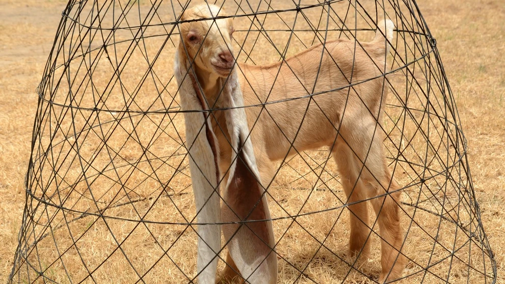 Simba