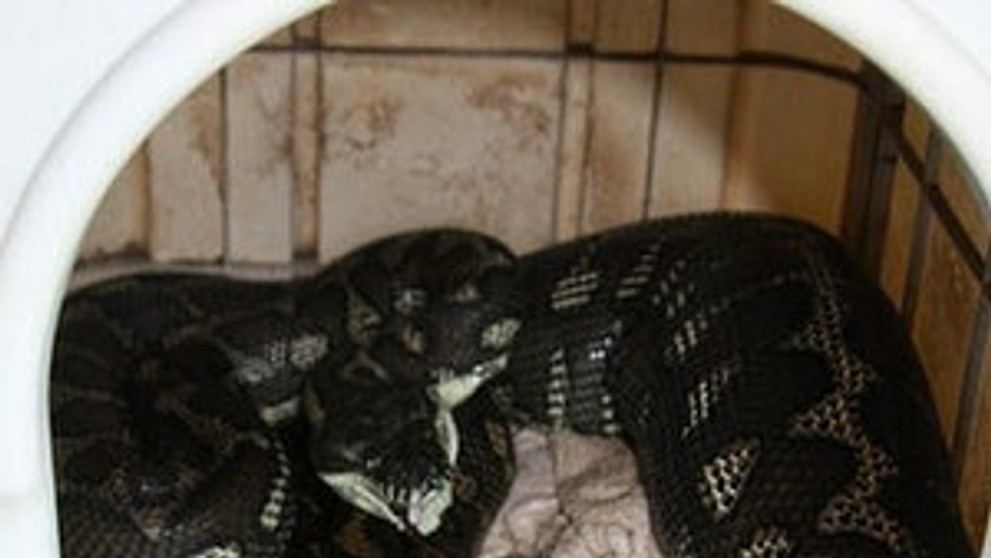 Pytón zožral psa priamo v búde