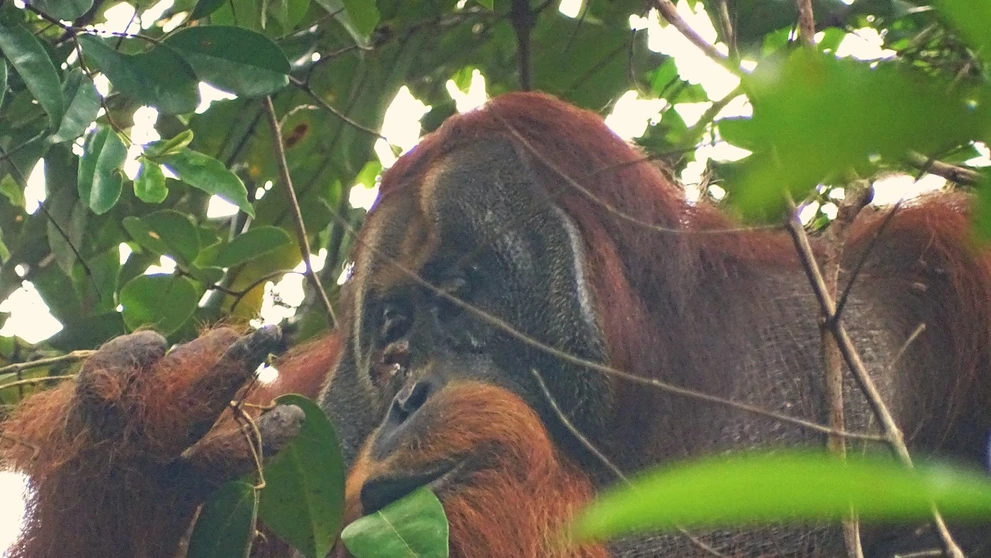 Orangutan Rakus si vyliečil ranu.