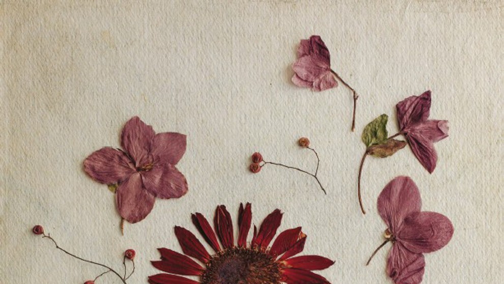 Z knihy Herbár od Miriam Latečkovej.