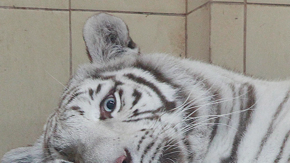 Mri mláďatá bieleho bengálskeho tigra s matkou Mandzi krátko po narodení v súkromnej zoo v poľskom Borysewe. 
