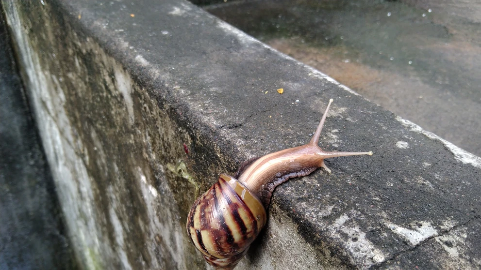 Oblovka žravá (Lissachatina Fulica)
