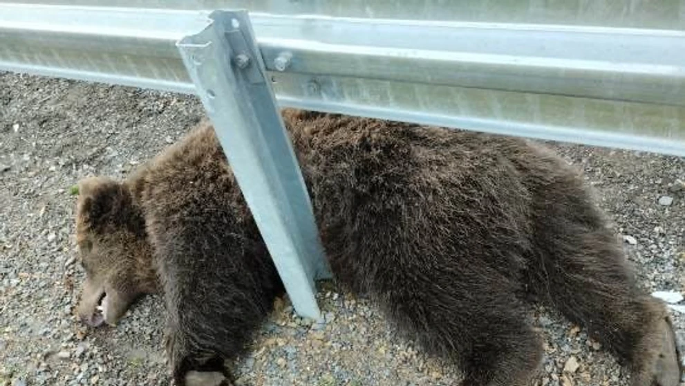 Neďaleko Hybe pod kolesami auta zahynul ďalší medveď