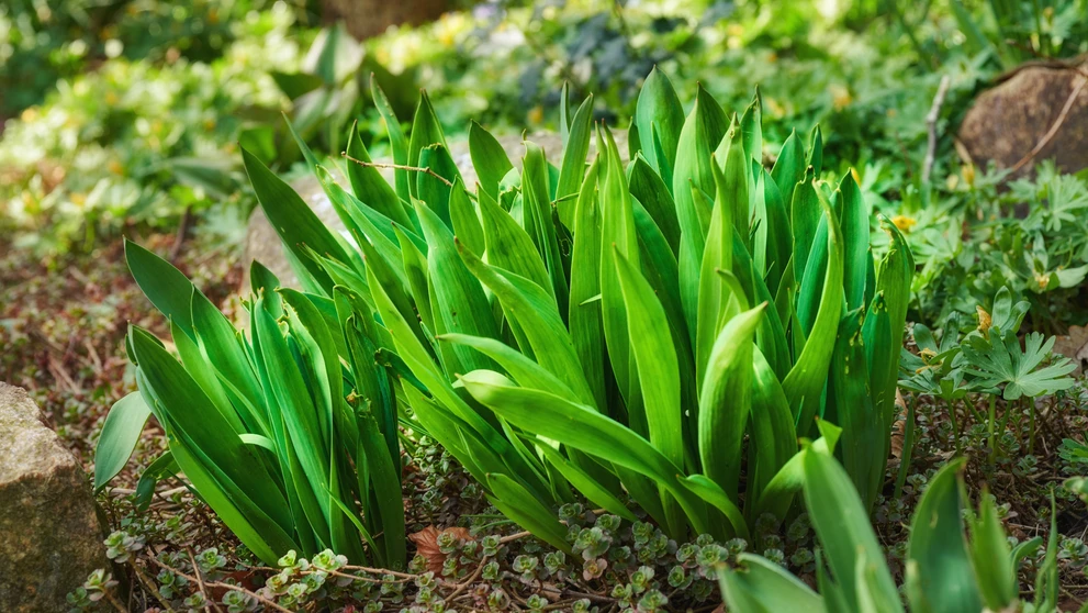 Jesienka obyčajná (colchicum autumnale).