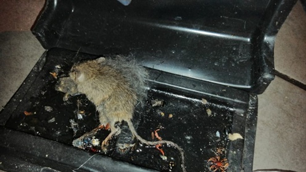 Potravinová kontrola.