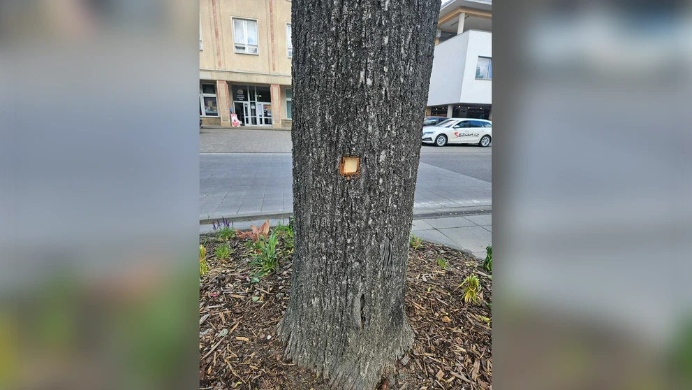 Stopa po guľke v strome.