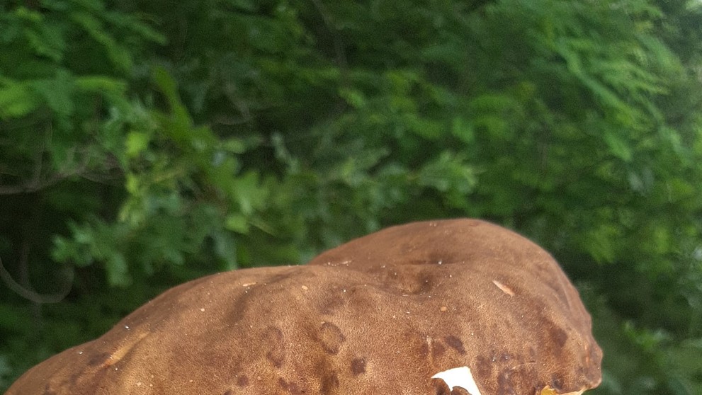 Záhorie je už teraz miestom, kde sa nachádzajú riadne dubáky. Toto sa v Dubovej podarilo Lýdii Hutterovej Kovalčíkovej.