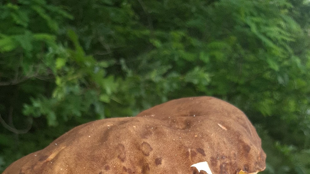 Záhorie je už teraz miestom, kde sa nachádzajú riadne dubáky. Toto sa v Dubovej podarilo Lýdii Hutterovej Kovalčíkovej.