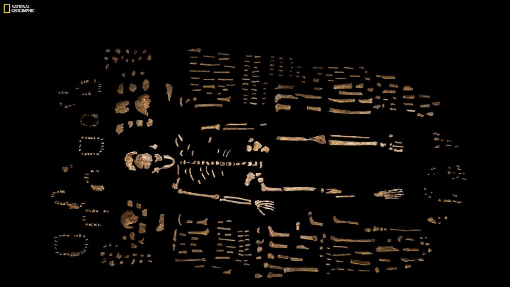 Homo naledi