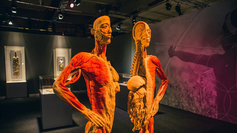 Exponát z výstavy Body The Exhibition.