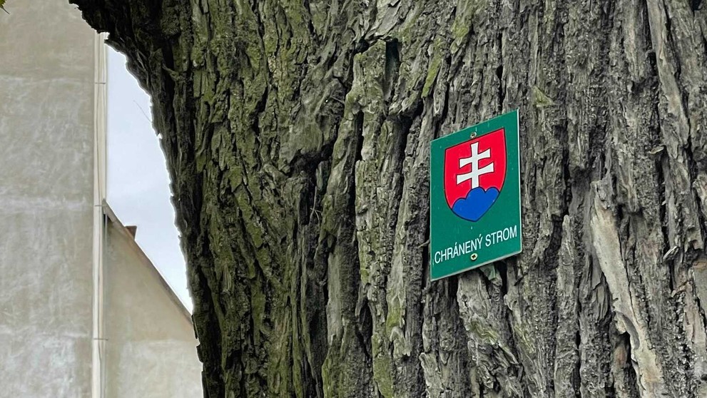 Záber na 460-ročný strom.