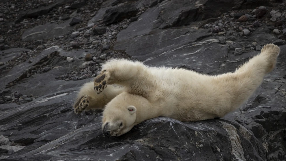 Medveď biely na súostroví Špicbergy zachytený na fotoaparát vedeckej výpravy z Turecka. 