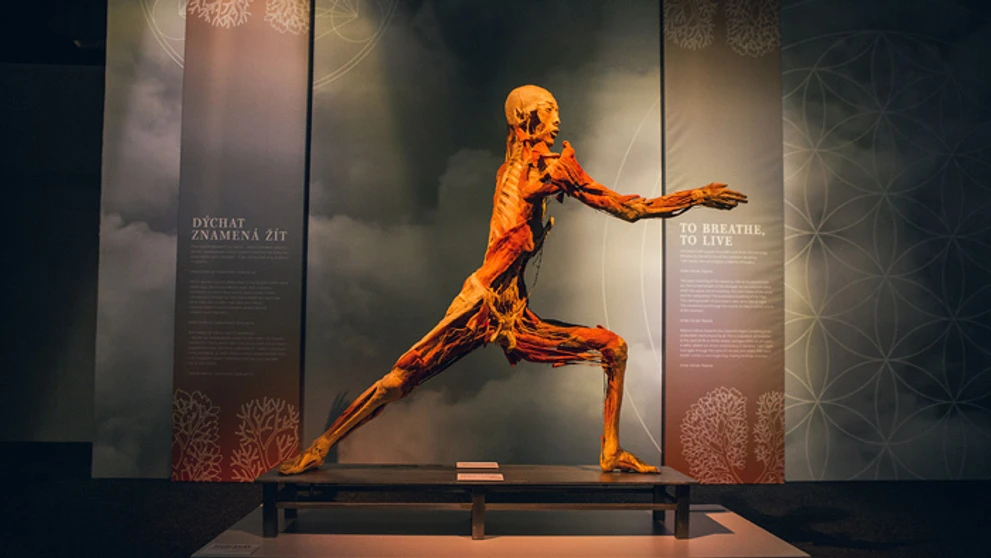 Exponát z výstavy Body The Exhibition.