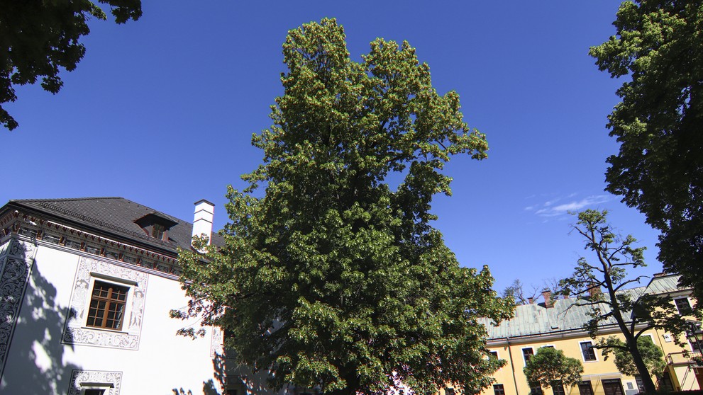 12.  Lipa malolistá, v blízkosti kultúrnej pamiatky Kalvária, obec Zákamenné. (150 rokov).