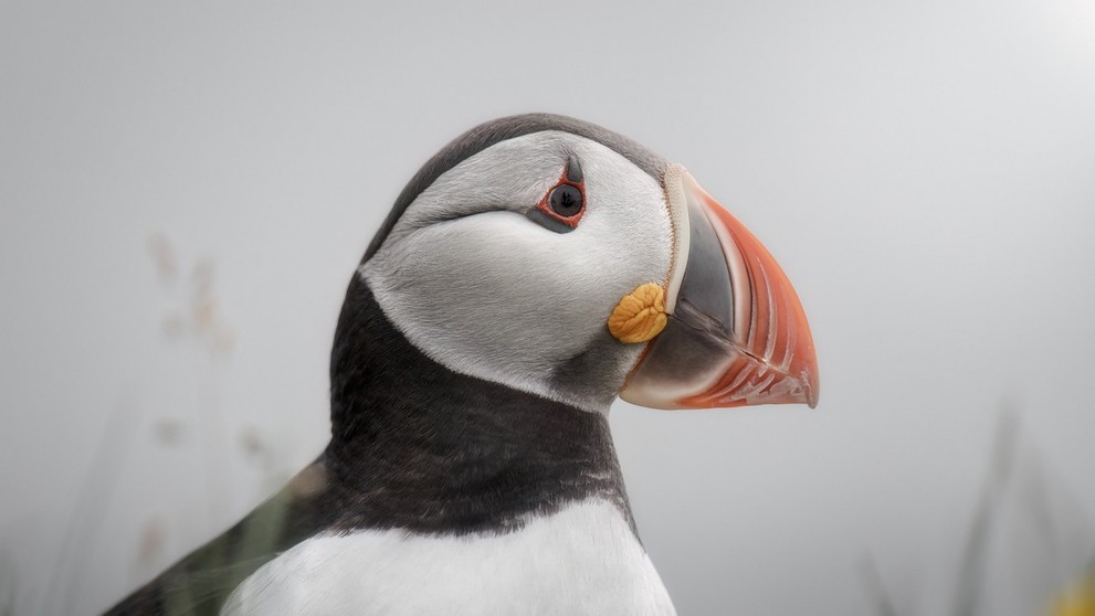 Víťaz kategórie Vtáky: polárna kačica na Islande.