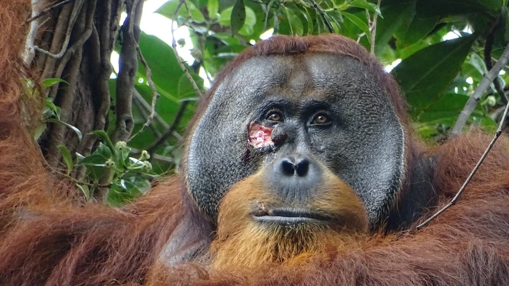 Orangutan Rakus si vyliečil ranu.