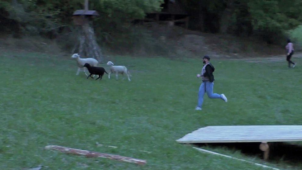 Na statku zmizlo 11 oviec. Nájdu stratené stádo, alebo budú padať hlavy?