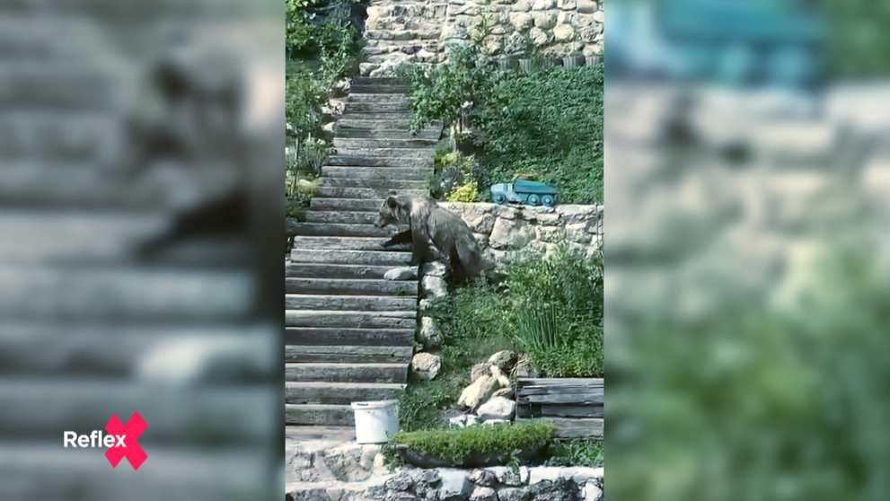 Ich úroda končí v medveďom bruchu