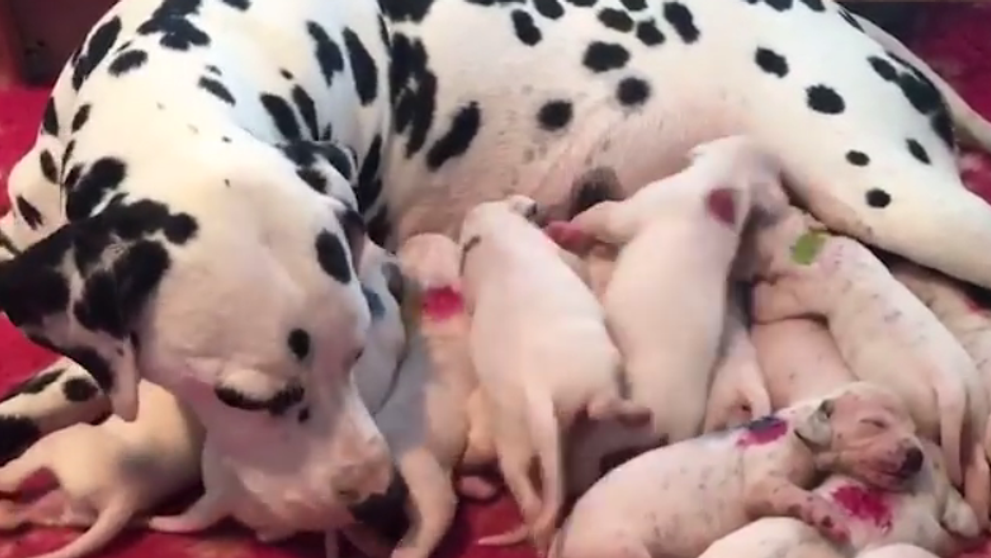 Fenka Miley je v Austrálii za hrdinku: Majitelia čakali tri šteniatka, teraz ich nevedia ani „spočítať“