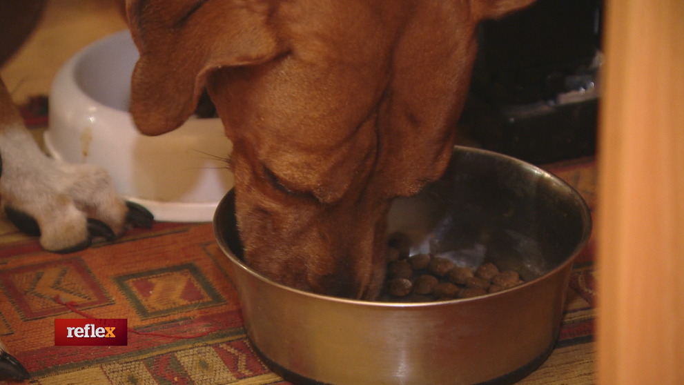 Ani drahé psie granule nemusia byť zárukou kvality