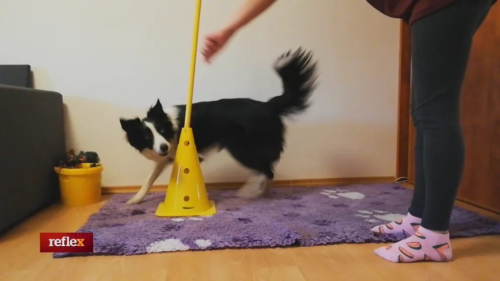 Zábavné triky pre psíkov