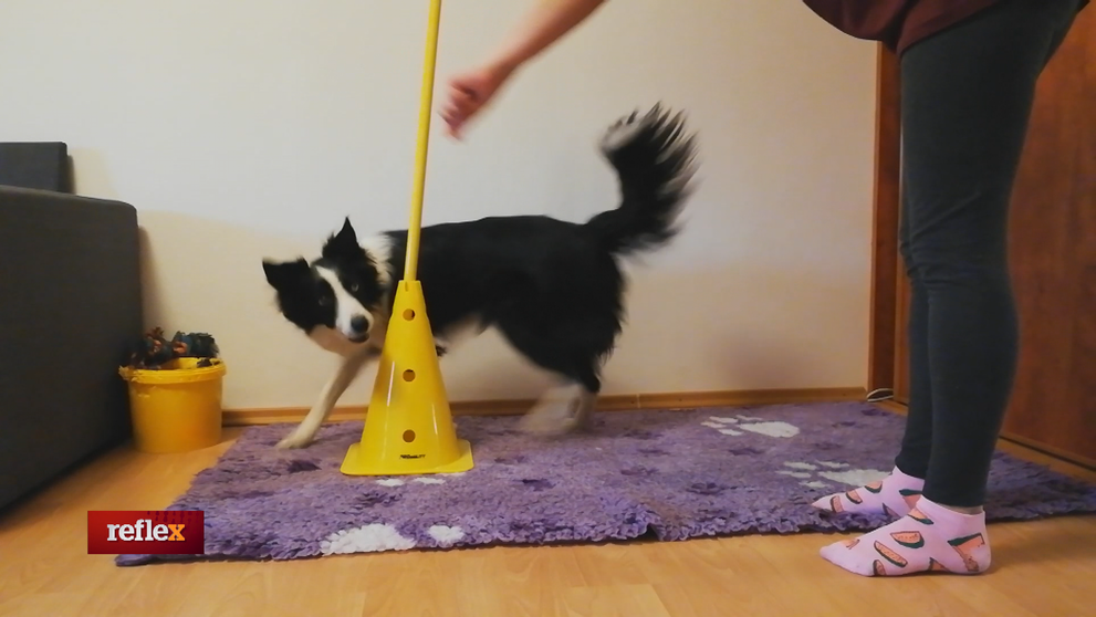 Zábavné triky pre psíkov