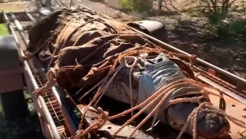 Ochranárom sa podaril parádny úlovok. Chytili krokodíla veľkého ako auto