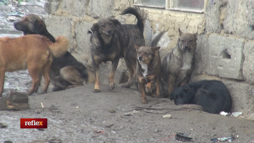 Zákon o ochrane zvierat v praxi