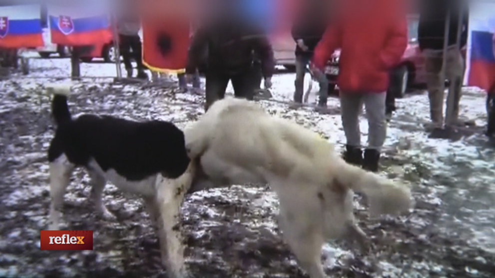 Chovatelia psov medzi organizátormi zápasov