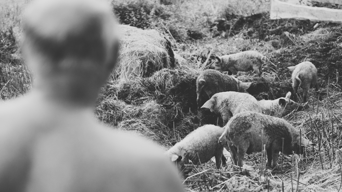 Prúser na Farme! Utiekli mangalice!
