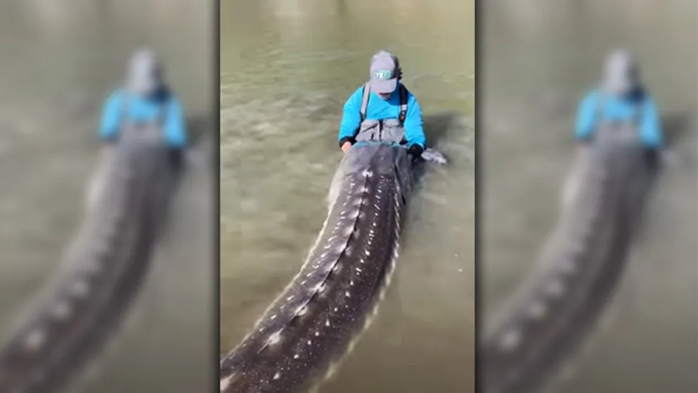 Kanadský rybár sa pochválil kardinálnym úlovkom. Prehistorický kolos mal takmer 4 metre a vážil štvrť tony