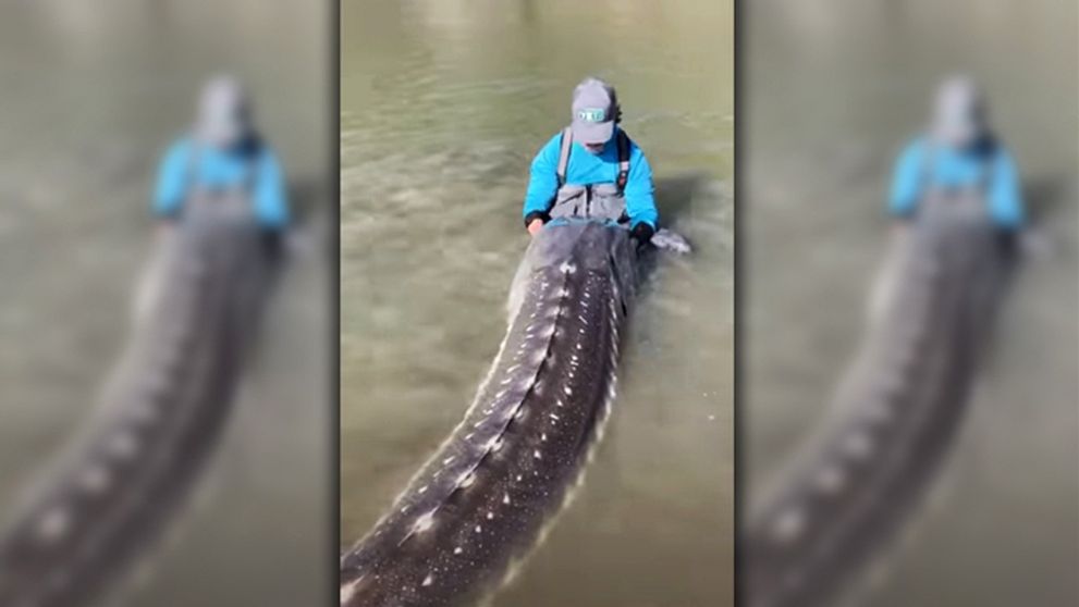 Kanadský rybár sa pochválil kardinálnym úlovkom. Prehistorický kolos mal takmer 4 metre a vážil štvrť tony
