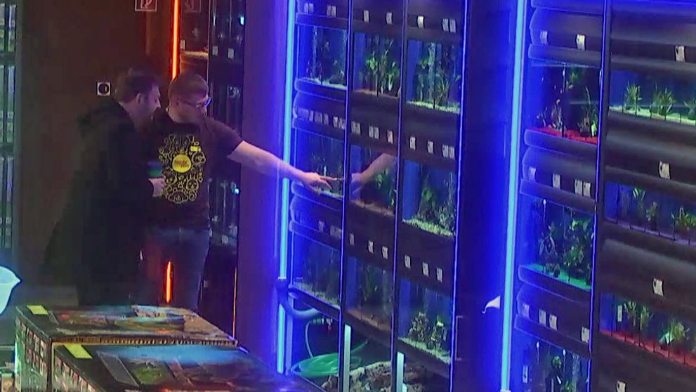 Všetci si mysleli, že mu preskočilo! Z rybiek v akváriu chcel spraviť suši